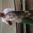 yesterdays 12kg duhie